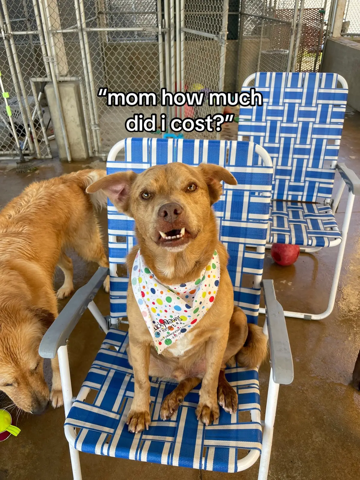 #dogmom #dogmomlife #dogsoftiktok #myson 