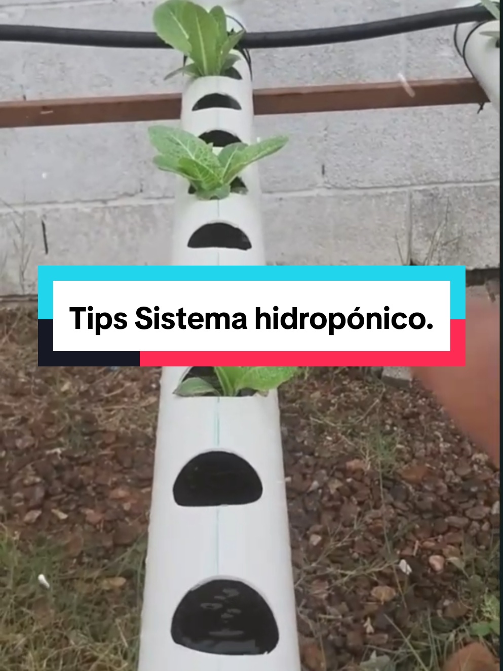 Ya haces hidroponía?🥬👌 🔍Revisa estos puntos para que tú sistema hidropónico funcione muy bien.🫂🫑 #cultivointeligente #hidroponiaparaprincipiantes #hidroponiaencasa #hidroponiafacil #HuertaEnCasa 