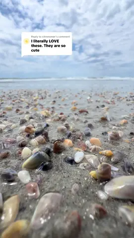 Replying to @citronsmør RIGHT I love coquinas  #marinebiologist #ocean #oceanlife #coquina #clam #clams #cuteanimals #northcarolina #beachlife