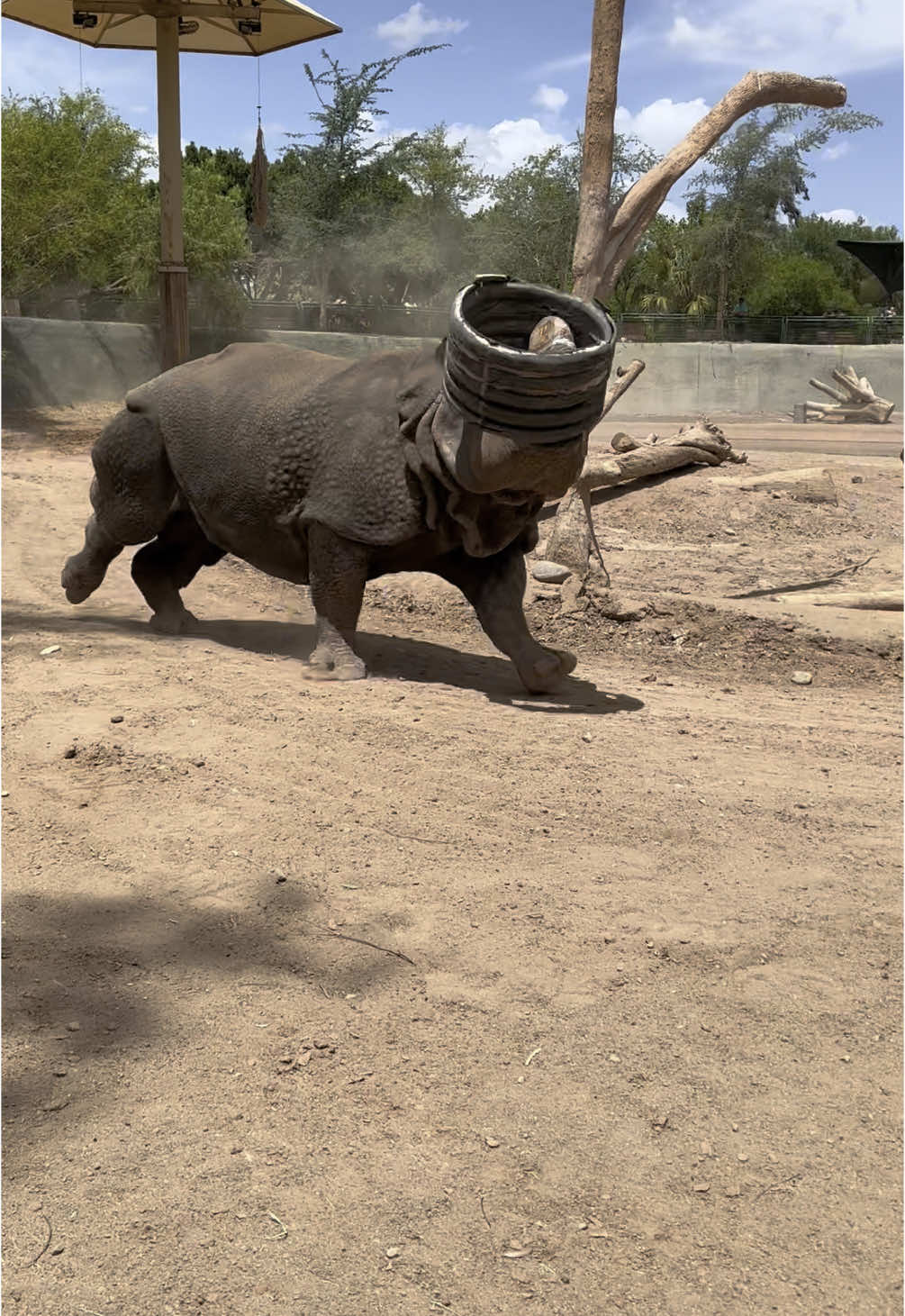 This man cracks me up 😂 #unicorn #rhino 
