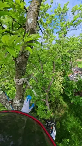 #treework 🤙🏼🌲🌳