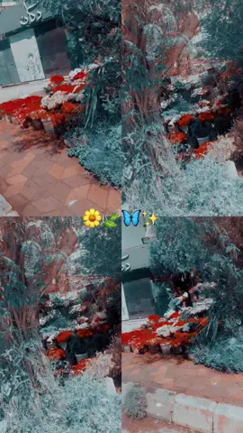 💖💖⚘️
