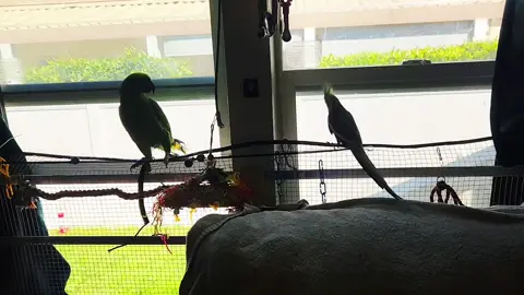 Working on integrating them.  it'll take a while but with time...🤗🦜🕊#integration #possiblefriends #cockatiel #parrot #ittakestime #patience #closesupervision #Love 