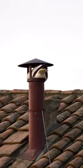 esto es real??? #meme #gaviota #conclave #papa #iglesia #fumata 