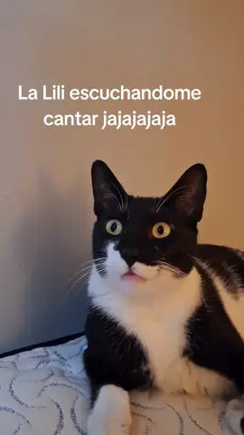 #michistiktok #gatitostiktok #gatitostiktokers 