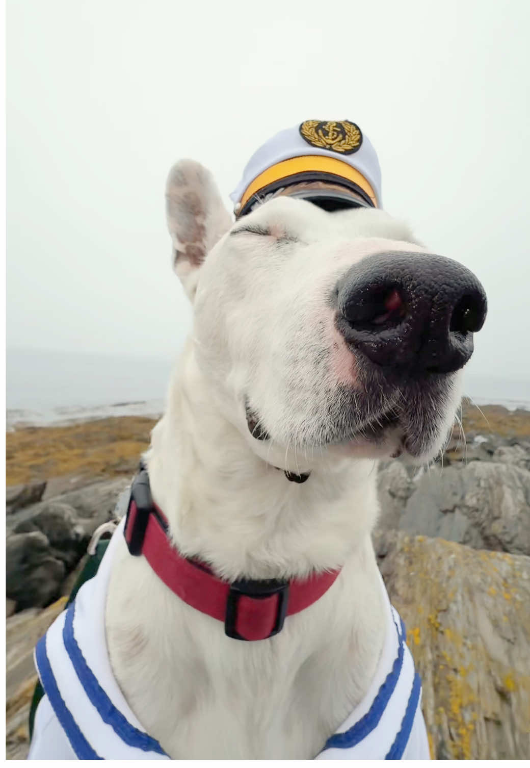 Ahoy me matey arggg #spongebob #meme #dogs #funny #maine #portlandmaine 