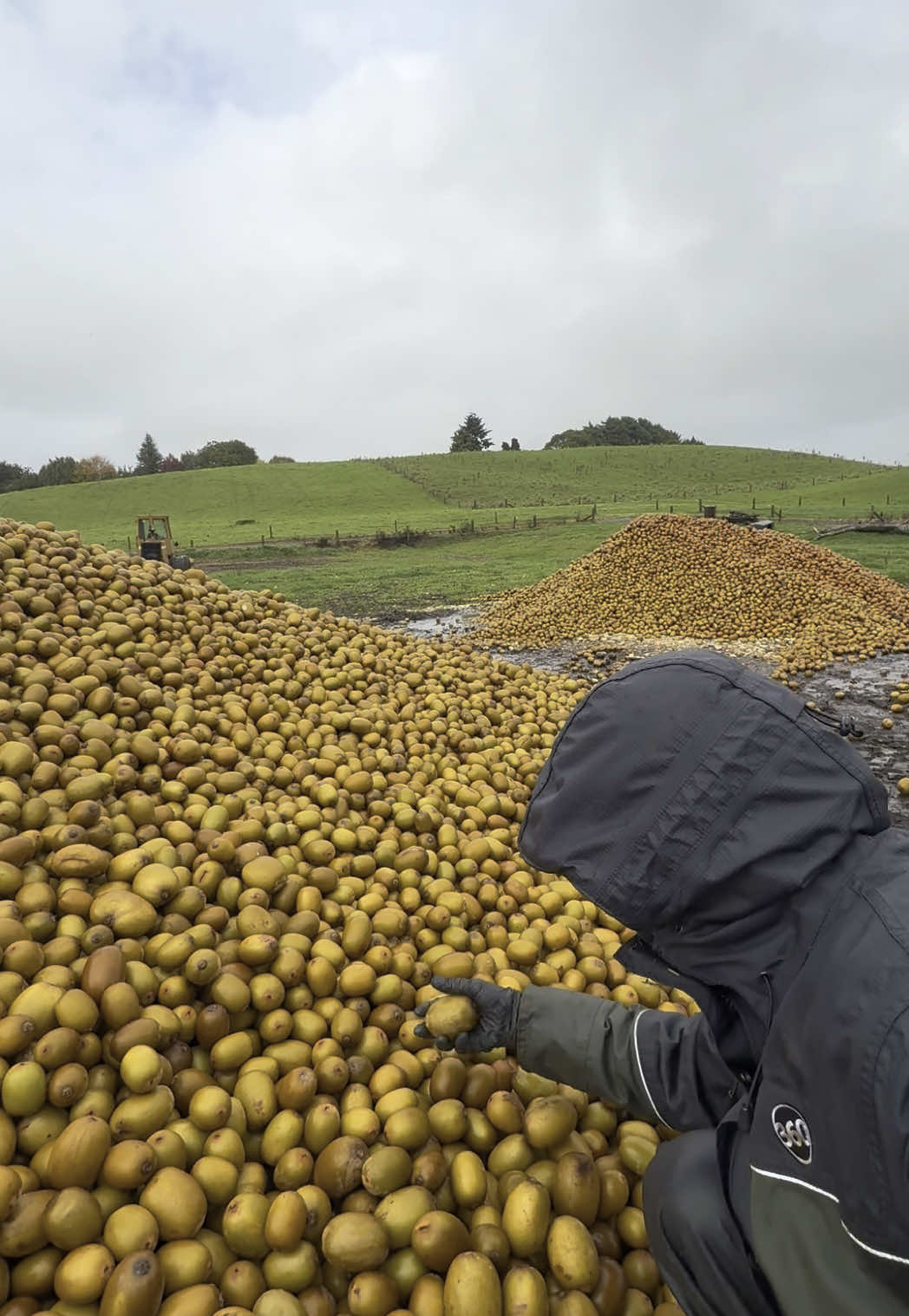 Harvesting Kiwi Fruits from my backyard.. You want some? 🤣🥝 #dairypov #dairyfarmlife #newzealand #dairyfarming #dairyfarmer #fyp 