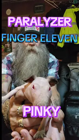 PINKY DANCING TOO PARALYZER #PARALYZER #skinnypig #DEESELL #pinky 