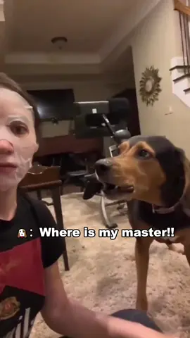 When the owner wears a facial mask, the dog doesn't recognize the owner😂#funny#funnydog#funnyanimal#funnypet#funnytiktok#foryou#cute#cutedog#cutepet#cuteanimal#humor#humoranimal#humordog#humorpet