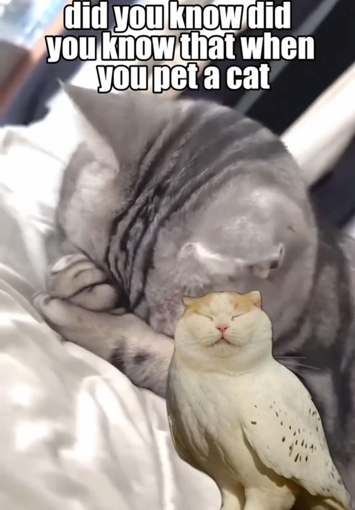 did you know these cat curiosities? by meowl, look at the second 0:15, do you consider him a cat? 🐈 #sillycat #talkingpetsai #mecore #catsoftiktok #catcore #cattok #jollytok #cat #catmeme #brainrot 