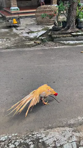 jalan jalan pagi🦚🤪#ayamekorlidi #ayamhiasan #ekorpanjang #ayamhiasekorlidiindonesia #ayamekorlidisuper #ayam #ayambangkokekorlidi #ayambankoksuper #ayambangkokindinesia #ekorlidimadura #ayamimport #ayambangkokindonisia #ayambangkokjawatimur #ekorlidimadurasuperjozzz #ayambangkokklasic #ayambangkoksuper #wiringkuning #ayambangkok #ayambangkokclasik #ayambangkokselatan 