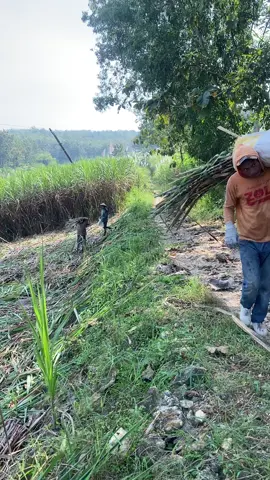 Tebu ne gatel duwet ee legi 🤣🤪 #sragen24jam #petanimudasukses #bosmuda #majulancar #fyppppppppppppppppppppppp #cantermaniaindonesia 