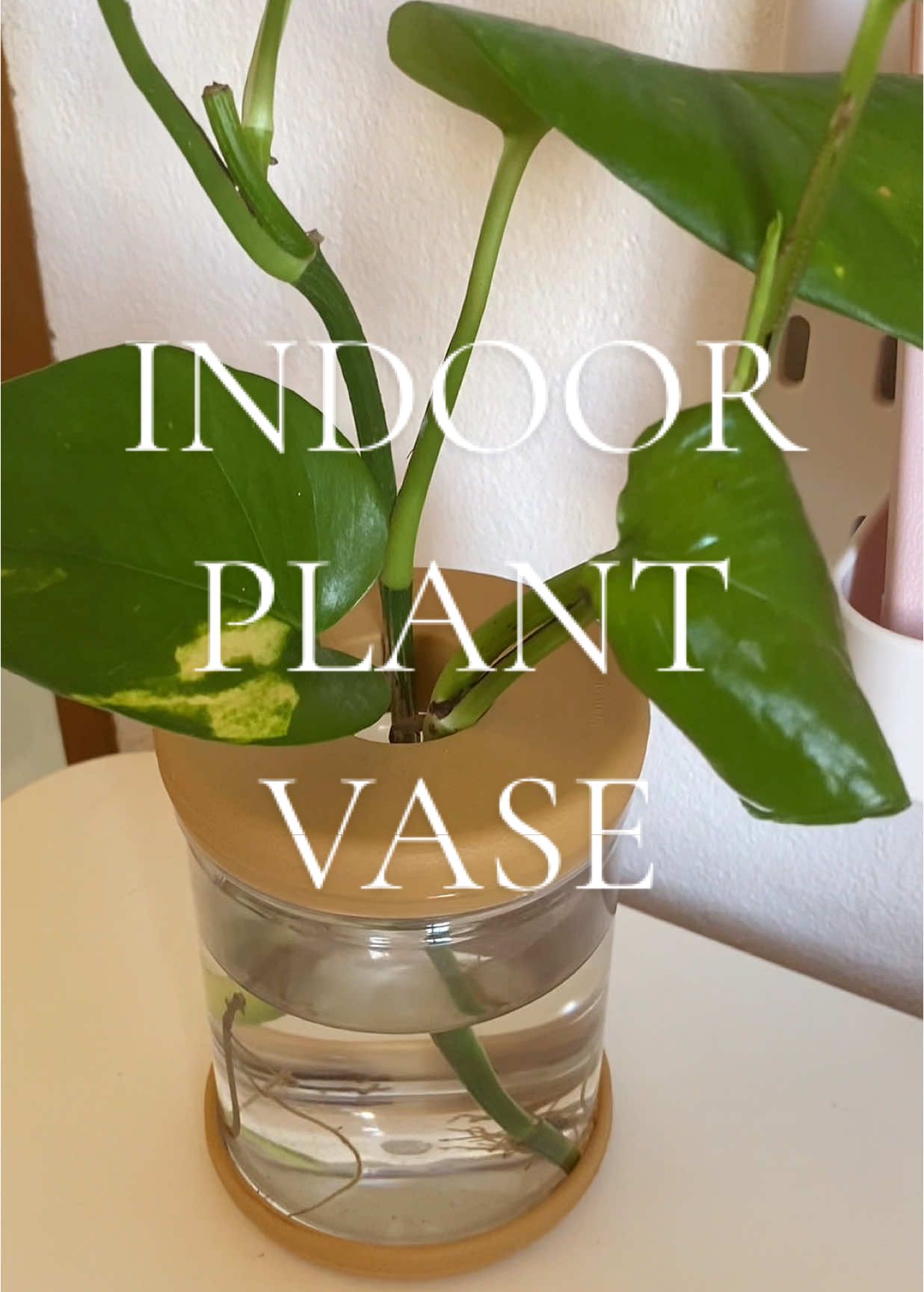 Ang ganda talaga netong indoor plant vase!🌱 #indoorplants #indoorplant #plantvase #plantita #vase 