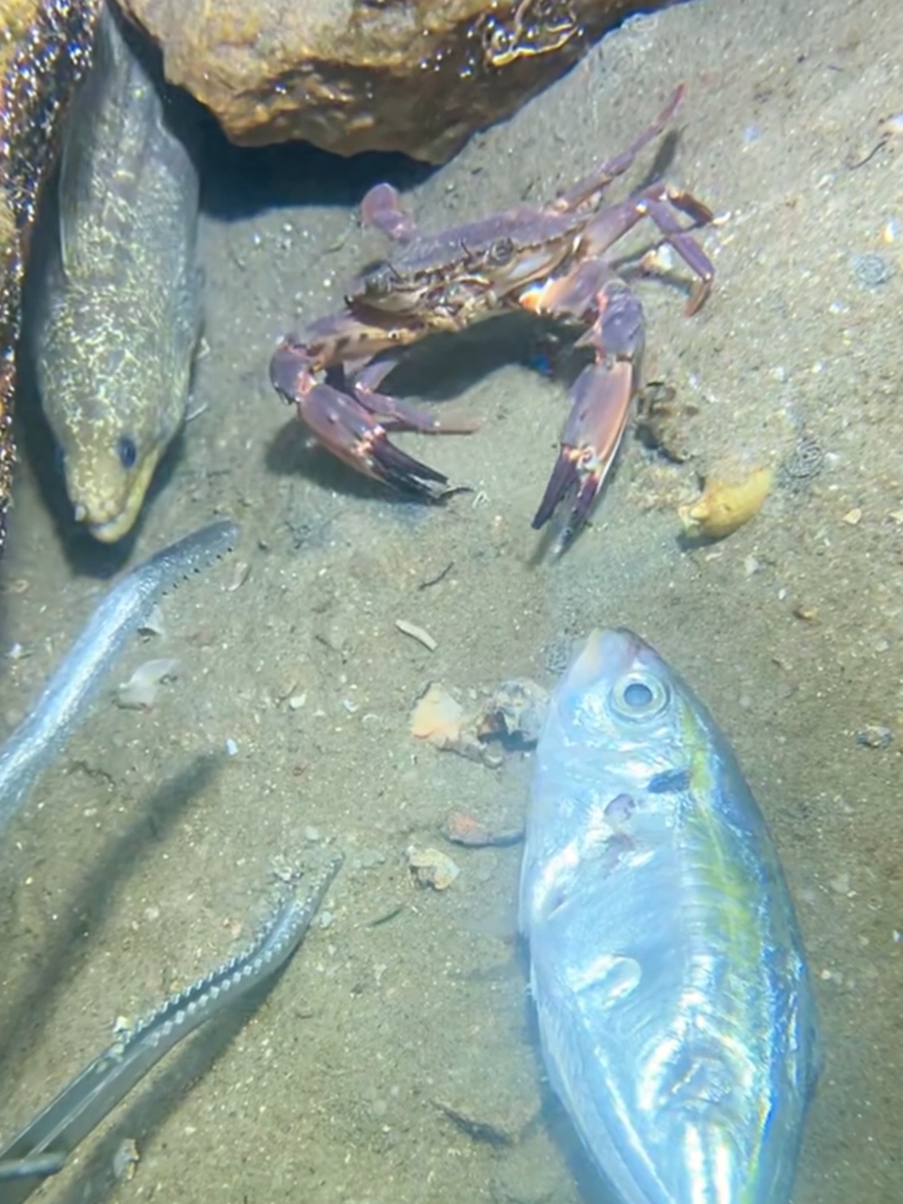 #diving #crab #catchthesea #seaside #seafood #fish #eel #lobster #seangsolofishing 