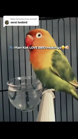 Membalas @kicau mania01 done abangkuh,maaf baru sempet liat komentar🙏#lovebirdkonslet #lovebirdmania #kicaumaniaindonesia 