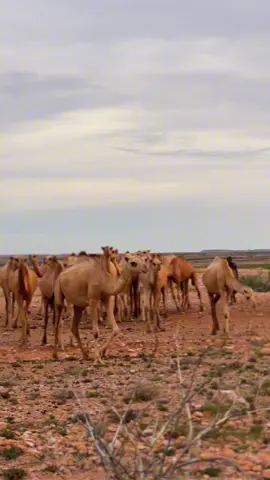Geela ubadan Somalia gobolkee joogaa. #onthisday #cmhayir #puntland #Somalia #somalitiktok #friday #weekend 