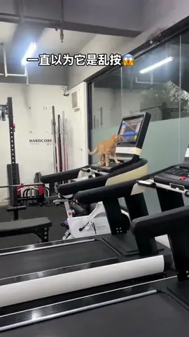 🐱 Cat Running on Gym Treadmill! #Cat #Gym #Treadmill #Fitness #Cute 