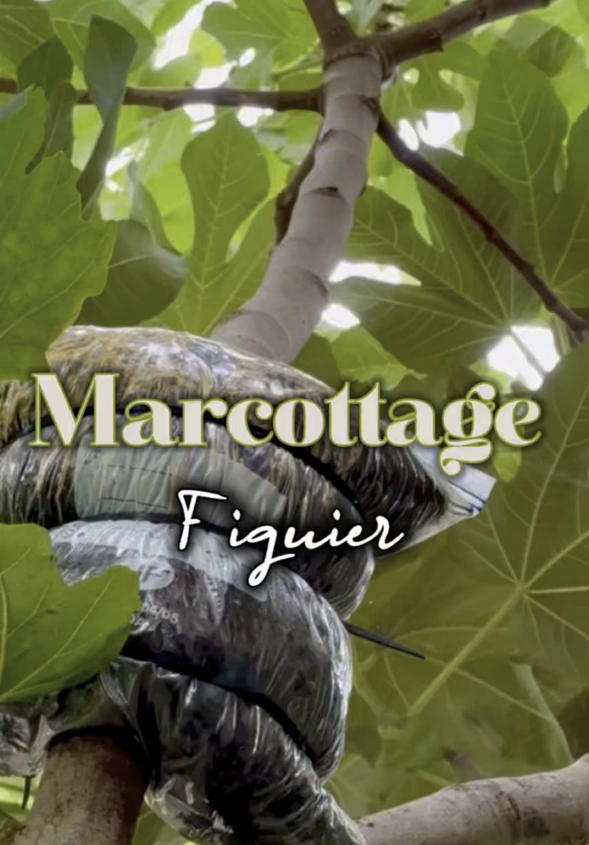 Envie de multiplier tes figuiers à l’infini et d’obtenir des fruits plus vite ? Découvrez comment faire pousser de nouveaux pieds sans attendre leur maturité ! #marcottage #conseil #jardin #culture #naturellementaujardin #thomasbisson #fruit 