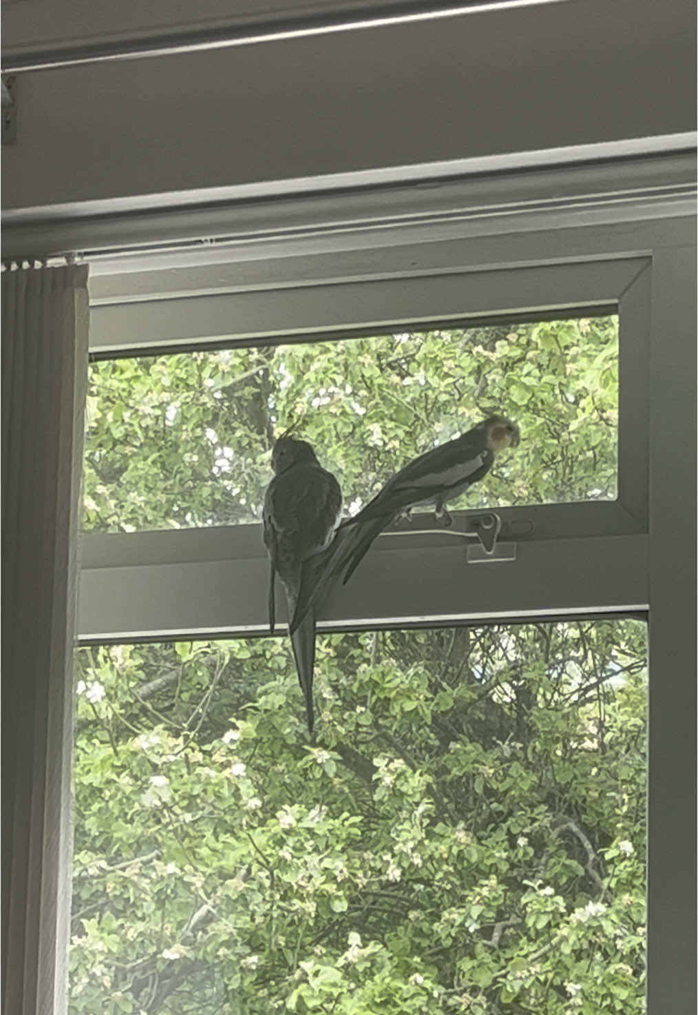 Squeaky door! 🐦🤣#cookiethebird #wingsofterror #cockatiel #parrot #cockatielsoftiktok #prettybird #talkingparrot #parrotlove #petbird #funnyparrot #crazyparrot #petcockatiel #squeaky #корелла #попугай #кореллапопугай #попугайкорелла #говорящийпопугай #смешнойпопугай 