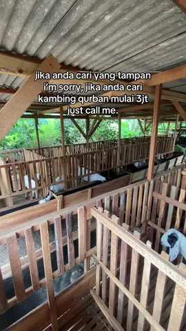 Ready kambing qurban siap kirim🤣🙏🏻 #putrajayafarm #peternakmuda #peternak #peternakan #peternakkambing #kambingjawarandu #kambing 