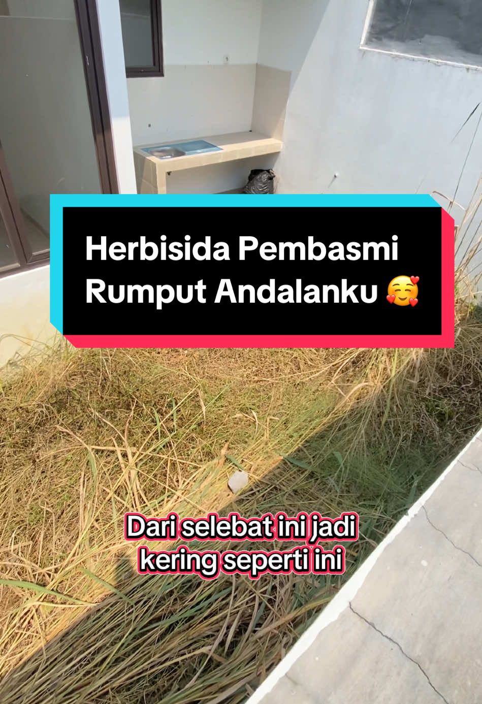 Obat Herbisida pembasmi rumput liar merek Round Up #herbisida #herbisidarumput #roundup #rumputliar #pembasmirumput #obatpertanian #rumahminimalis #rumahestetik #rumahbaru #obatrumput 