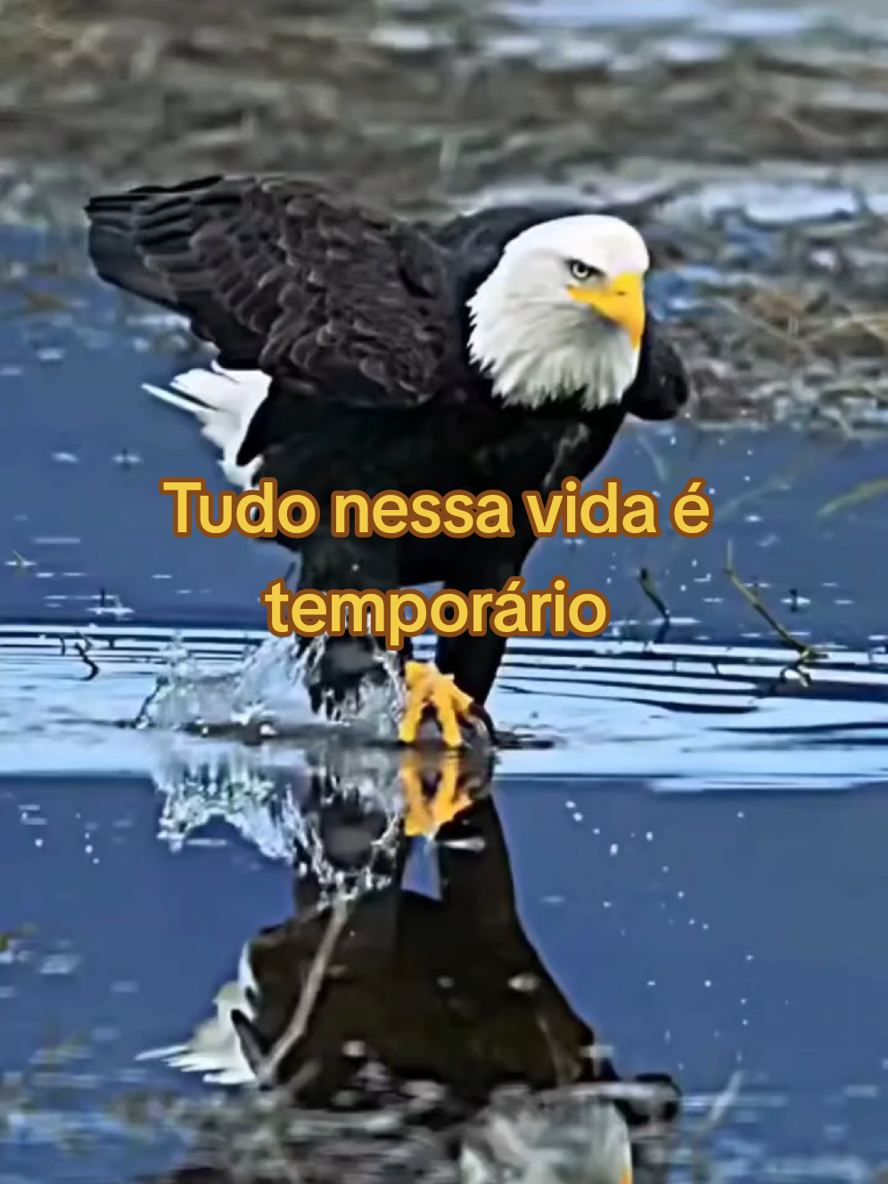 Tudo nessa vida é temporário 🦅 #vidaeterna #palavradedeus #reflexion #Deus #bomdia 