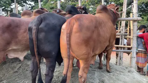 শখের জিনিস কে বিদায় দেওয়ার সময় চলে আচ্ছে#cow #cowboy #gorupagla #qurbani_eid #cowlovers #cowlovers #cowlovers #cowlovers #cowlovers #cowlovers #cowsoftiktok #bdtiktokofficial🇧🇩 #gorupagla #gorupagla #cowlovers #cowlovers #cowlovers 