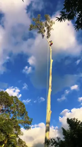 He’s an aerial lumberjack. #oddlysatisying #satifingvideo #treewok #tree #giant #chainsaw #asmr #fypシ゚ 