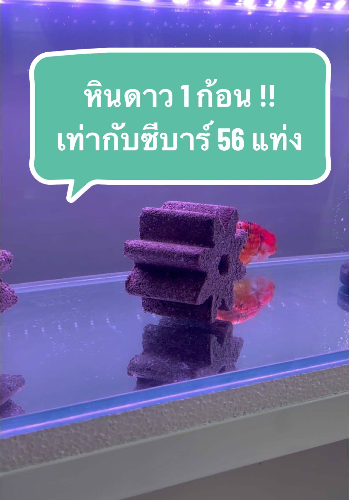 หินดาว 1 ก้อน !! เท่ากับซีบาร์ 56 แท่ง#หินกรองตู้ปลา #ซีบาร์ #วัสดุกรอง #วัสดุกรองชีวภาพ #วัสดุกรองตู้ปลา #วัสดุกรองบ่อปลา #วัสดุกรองรูพรุนสูง #กรองตู้ปลา #กรองบ่อปลา #อ่างปลา #ตู้ปลา #เลี้ยงปลาสวยงาม 