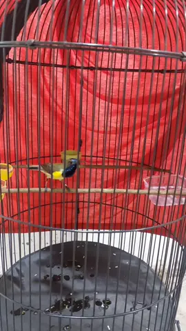 pesona burung 15rb wkwkwkw#sogonmaniaindonesia #sogon #psi #sogonmania #sogongacor #sogongacorngleper 