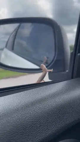 Lantak ko la cicak 😂geli nk tolong 🥴gatai sangat nk ikut balik Teluk Intan 🤣