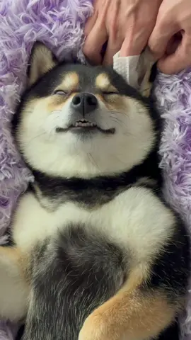 Manyu SPA Day~ #dogsoftiktok #cute #littlemanyu #asmr #spa #shibainu #shiba 