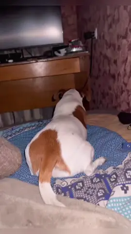 Dogs understand English. #us #usa #foryou #dog #cute #funnyvideo #fyp #funny #funnyanimals #viral
