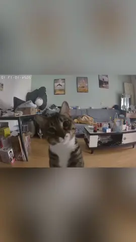 Cat under surveillance #cat #funnyvideo #catsoftiktok #fyp #pet 