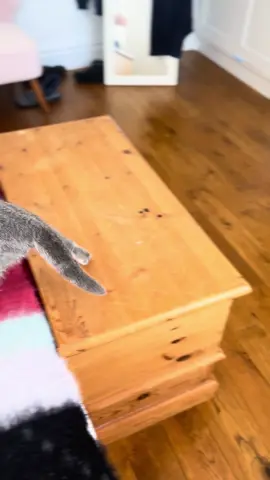 Kitten wrestling #kittenwrestlingfederation #kittenwrestler #SidandFred #wrestling #kittens #catsoftiktok #kittenlove #fyp @whiskas_official 