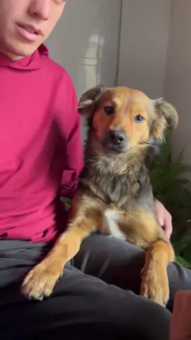 Play the hand stacking game in front of your dog 🐕✌🏼#funny #funnyvideos #funnydog #funnytiktok #tiktok #dog #tiktokdogs #foryou #funnymoents 