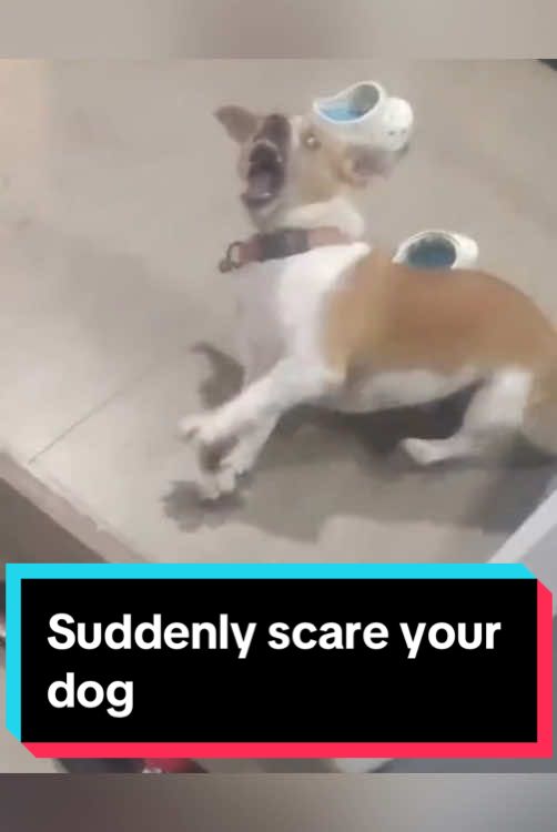 Suddenly scare your dog #funny #dog #fyp #pet #funnydog #dogsoftiktok #funnyvideos #doglover 