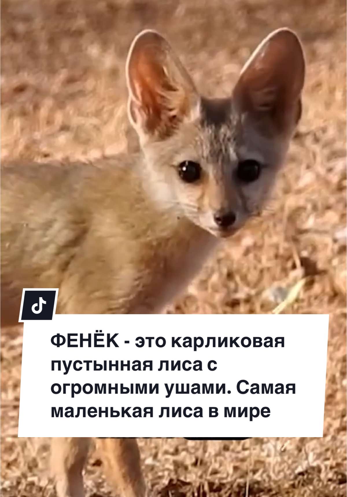 Способна услышать добычу под землёй 🦊 #врек #врекипж #врекпж #рекомендации #врекомендации #хочуврек #хочувтоп #хочувреки #природа #животное #животные #дикаяприрода #рассказ #топ #хочурек #хочуврекомендации #лиса #фенёк 