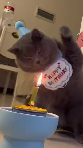 Cat’s first birthday.#usa_tiktok #fouryou #funnyvideos #fyp #tiktok #cat #catsoftiktok #funny #kitten 