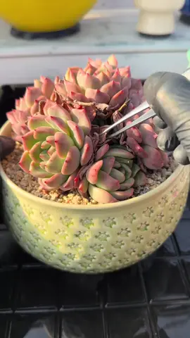 #satisfying #asmr #foryou 