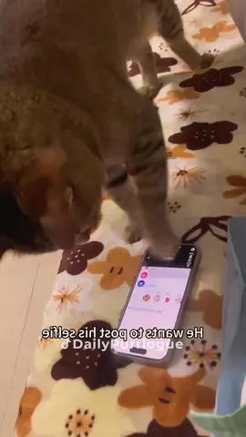 #cat #catsoftiktok #catlovers #cats #funnycats #catlover #funnycat #fyp 