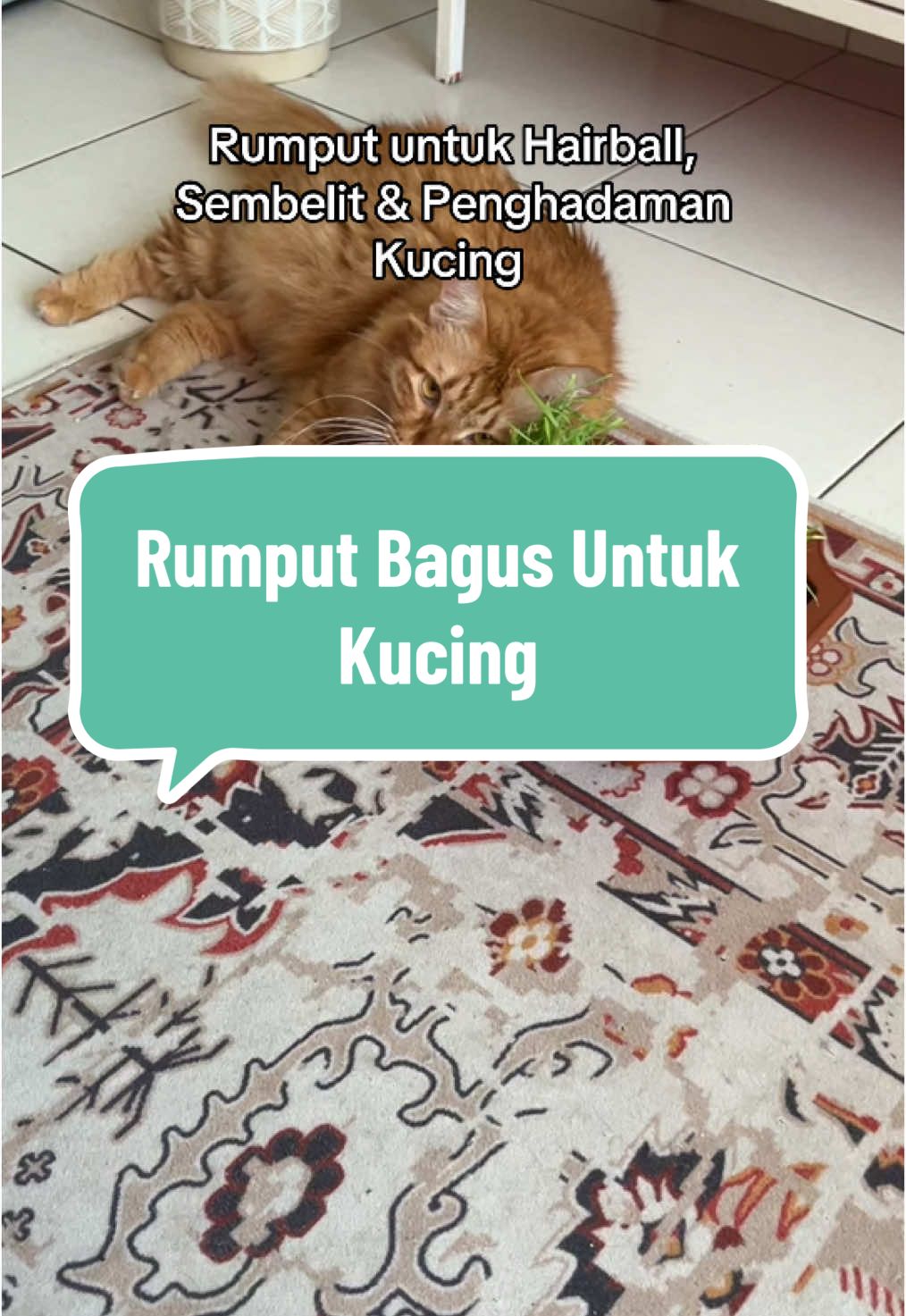 kena ada. senang kalau kucing sakit/tak selesa perut boleh terus makan.  #rumputkucing #rumputkucingmurah #rumputkucingreadytoeat #sembelitkucing #kucingsembelit  
