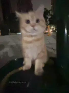 kitten's night out 🐱 #fyp 