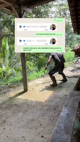#CapCut ojo pa pe wae pa 🤣🤣🤣🤣🤣@novanurcahyo0 #peternaksapiindonesia #blantiksapi #fypage #fypシ゚ #fypdong #trendingvideo #lewatberanda #lewatberandafyp #bakulsapi 