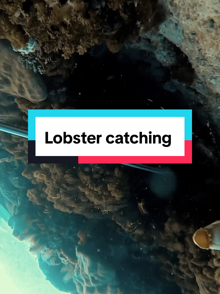 Lobster catching  #spearfishing #fishing #lobsterfishing #lobster 