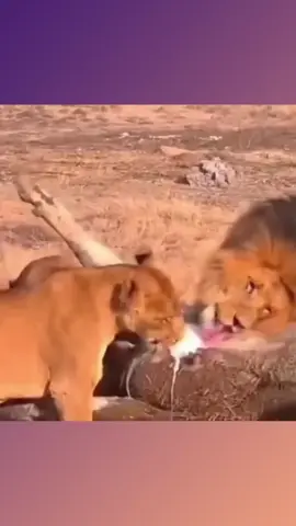 #tierewelt #animal #fyppppppppppppppppppppppp #wildnis 
