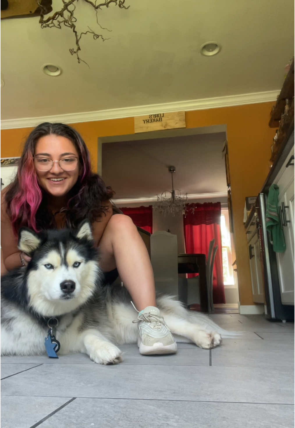 Wiggle them ears #husky #cutiepatootie #elephantears #dogsoftiktok 