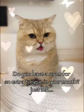 Just lmk #cat #catsoftiktok #trending #relatable #rizz #fyp #fyppppppppppppppppppppppp 