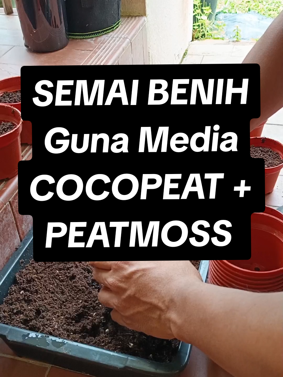 PEATMOSS ni kiranya media semaian yang terbaik setakat ini. Boleh gabungkan dengan cocopeat untuk lebih jimat tapi keberkesanan dia sama. Boleh la cuba cara yang saya tunjuk ni. 😊 #gengkebun #homegardening #tanamsendiri #kebundepanrumah #gardening #tipstanam #gardeningtiktok #mediasemaian #peatmoss #caragunapeatmoss #tanahsemaianpeatmoss #semaianpeatmoss