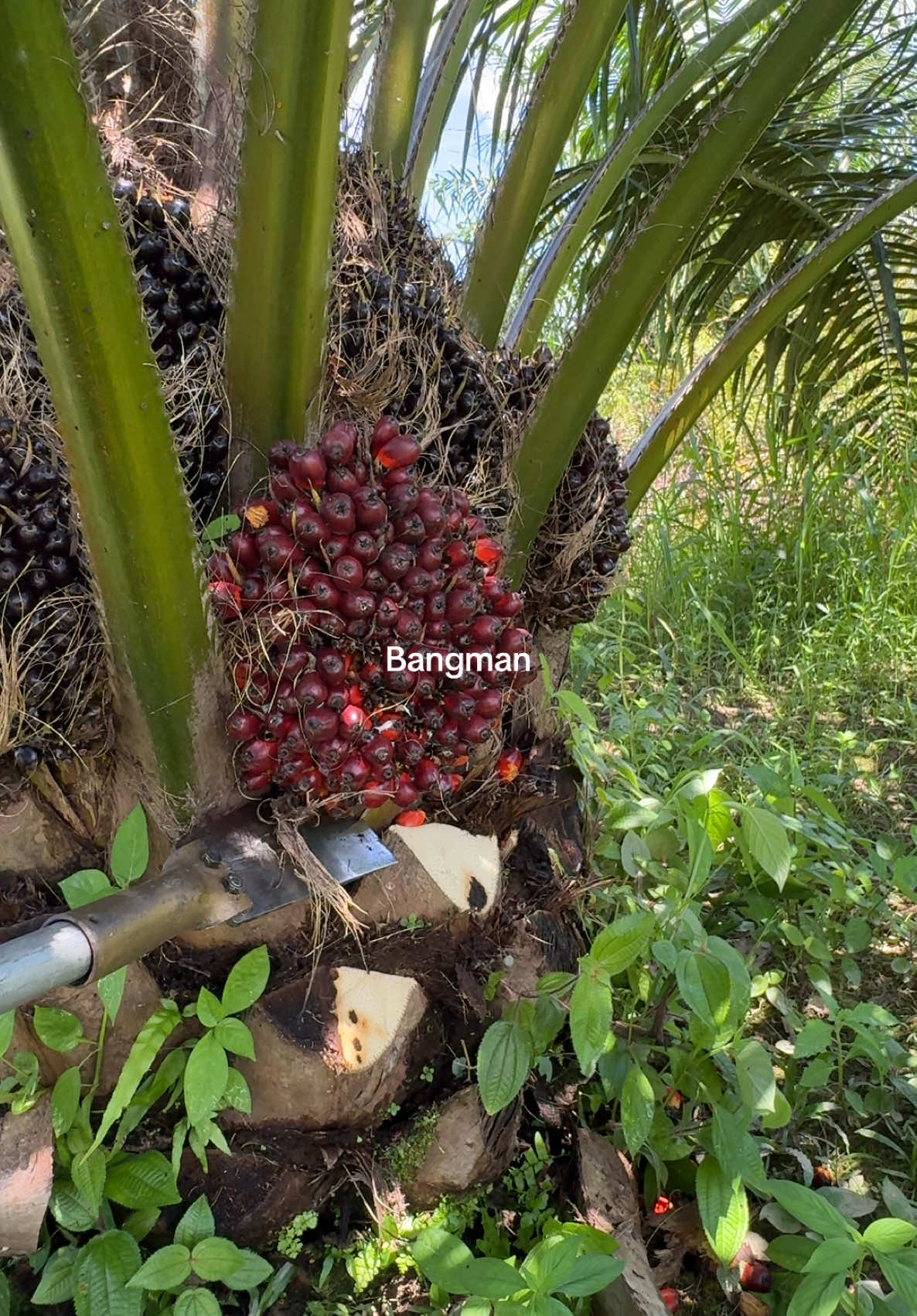 PAHAT SBLM222A #fyp #kerjahari #potongbuah #sabitbuah #pahatsawit #sawitmalaysia 
